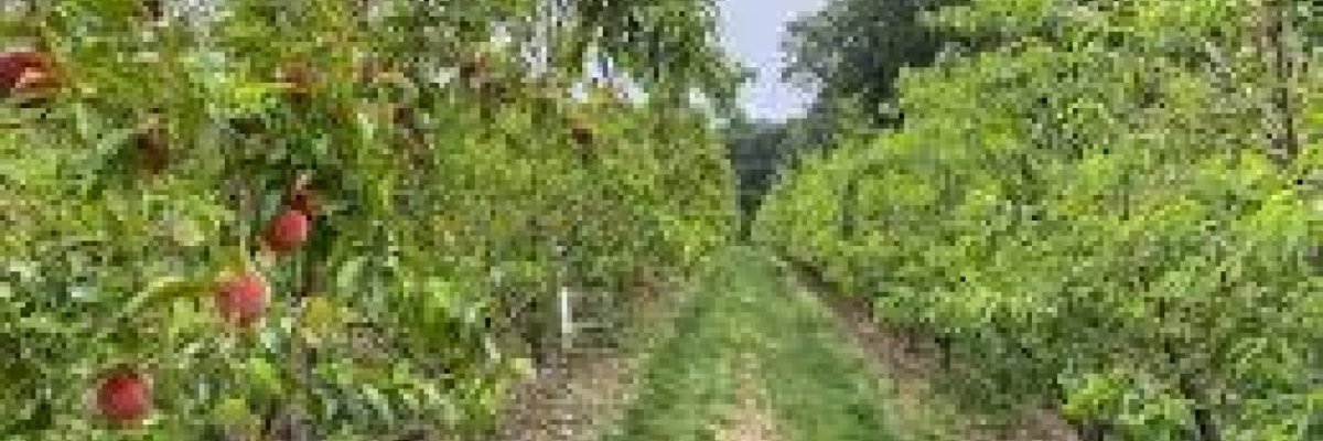 Fruit and vegetables