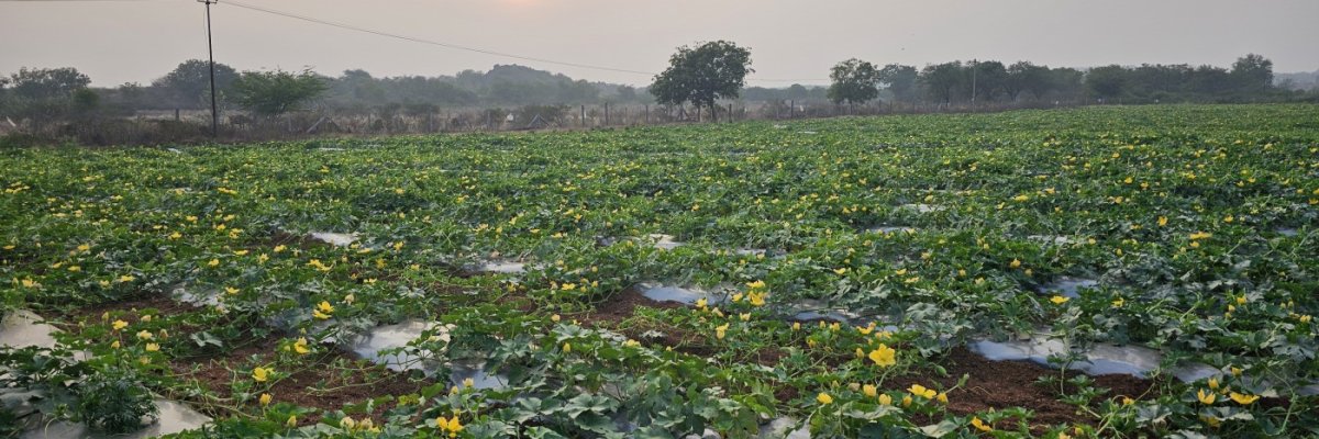 Farm at Ibrahimpatnam