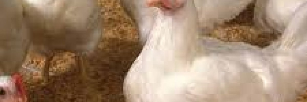 Double E chicken hub