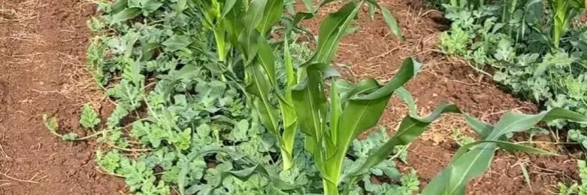 AgriLawan Consulting Group