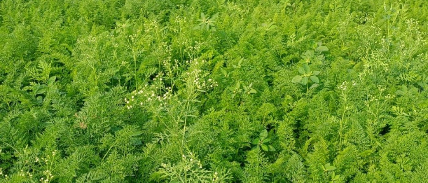 Curry Leaves