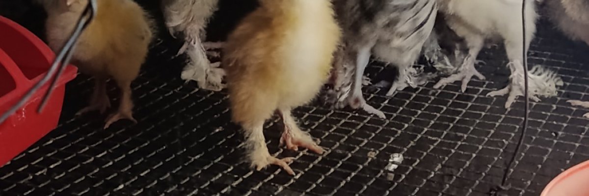 Candlelight Organic Farms