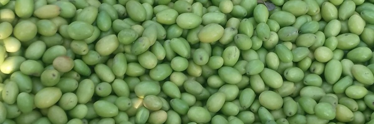 Fresh And Organic Jujube