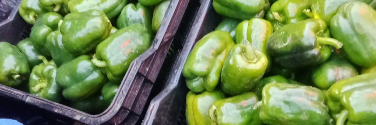 Motshinye trading and projects