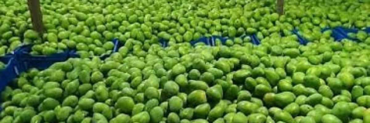 Odisha Mangoes Hub