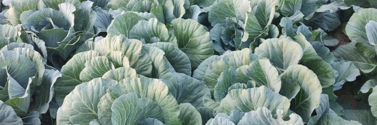Cabbage