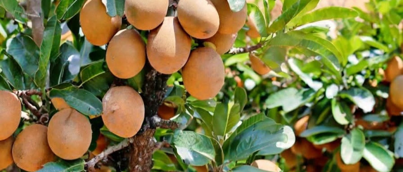 Genip
