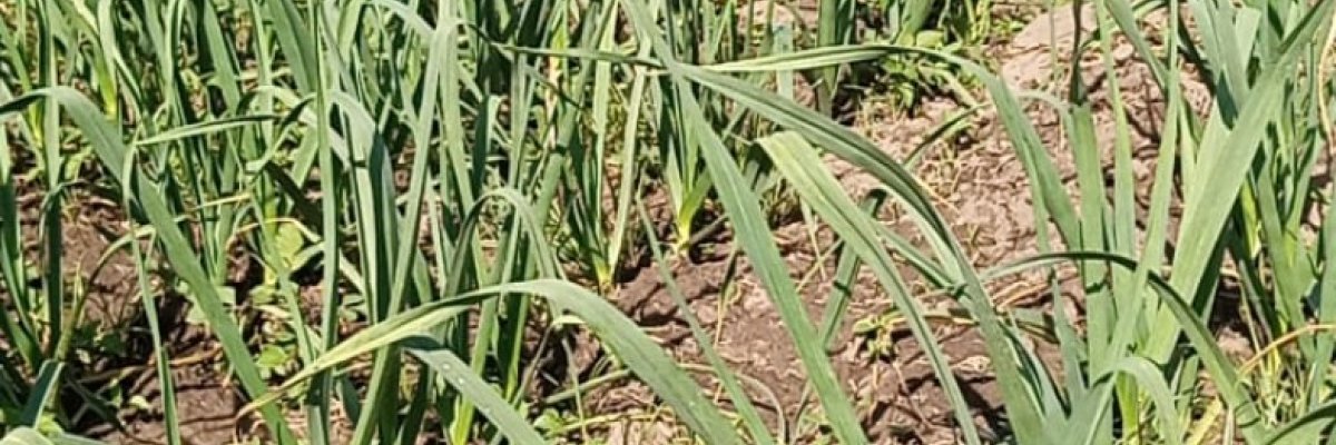 Garlic farming