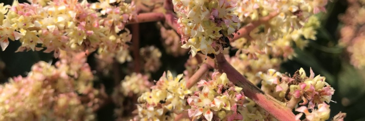 SORG ( Sreemari Organic-Agro Resources Garden)