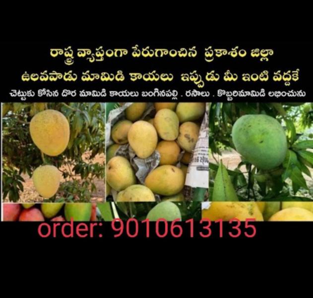 Ulavapadu Mangoes