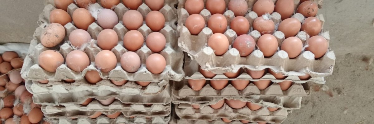 Eggsquisite Farms Ltd