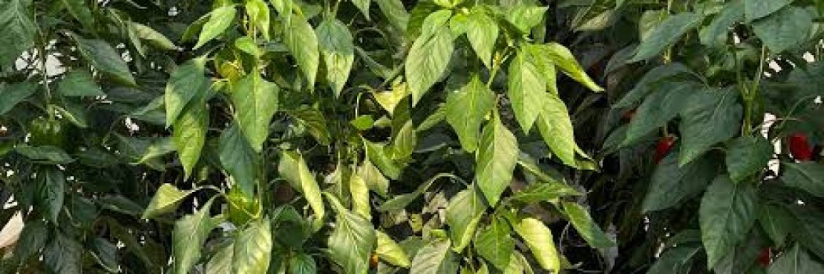 Fargo Agricultural Revolution