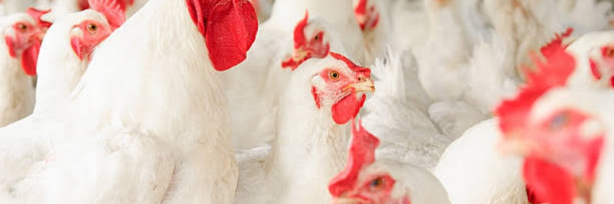 Order to generation poultry farm