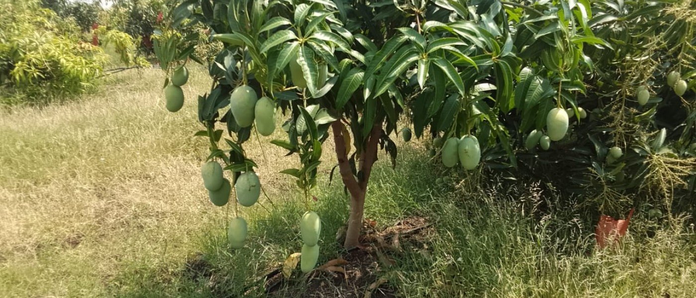 Kesar Mango