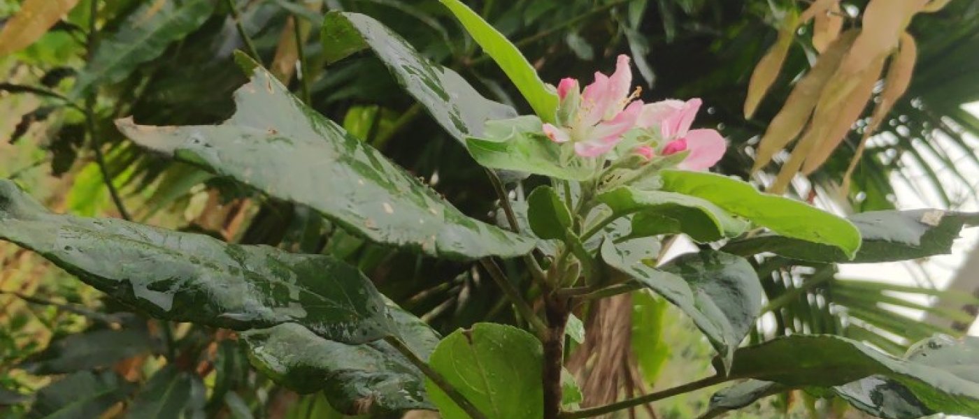 Hariman Sharma Apples