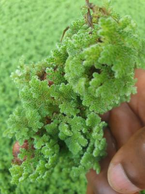 Azolla farms Ghana