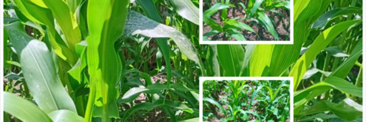 Hearty Organic Foods