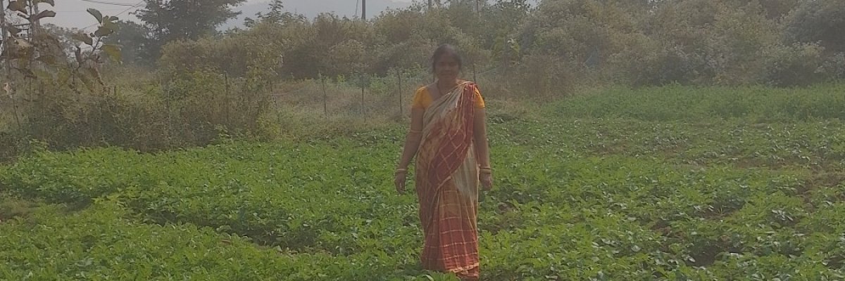 Sahoo farm