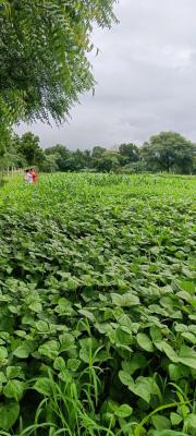 R K Bhandari and associates