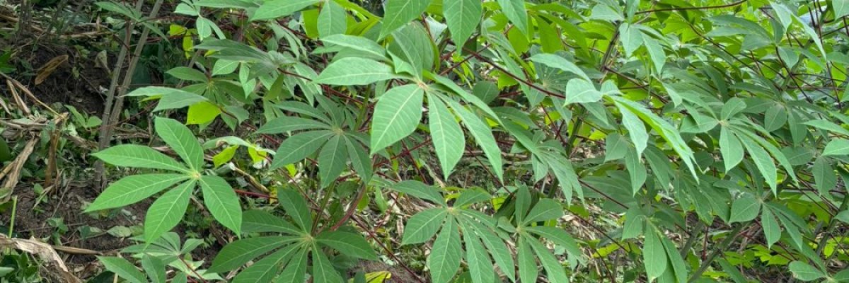 Prince Agro Consults and Commercial services