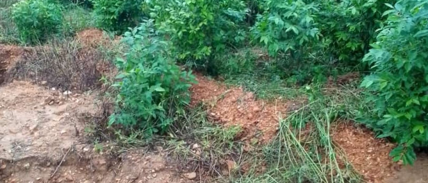 Sugarcane