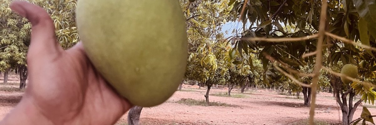 EnnamMangofarm
