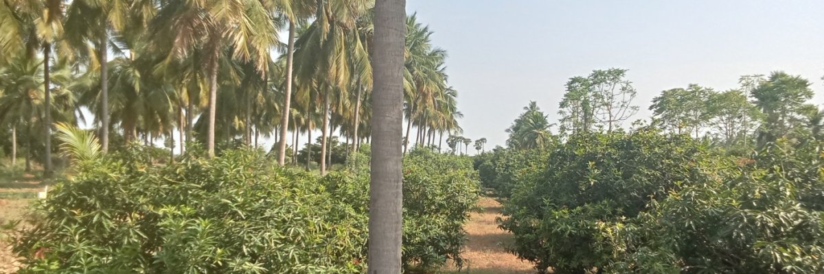 Kandasamy farmland