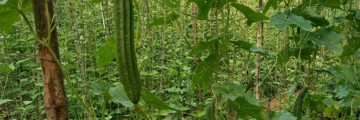 Swaabhaavika Organic