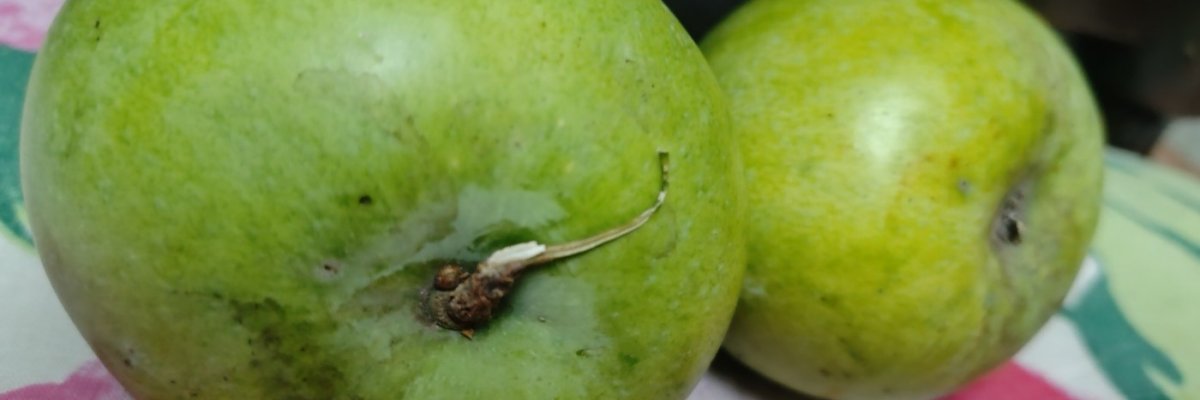 Fresh organic mangoes