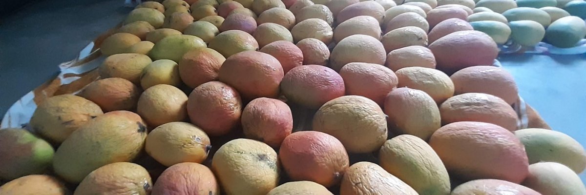 Swamini Mangoes