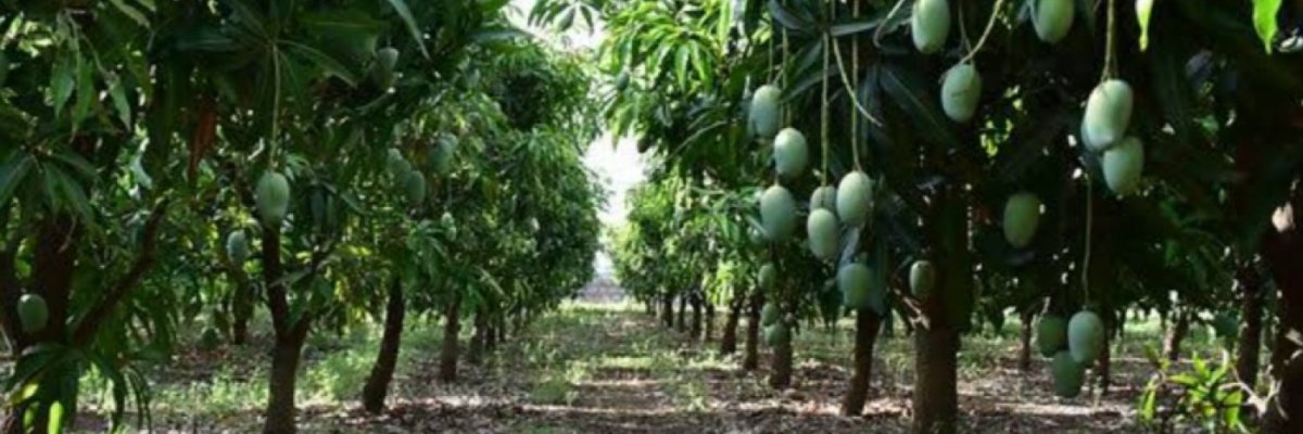 SAVALE GROUP OF COMPANIES