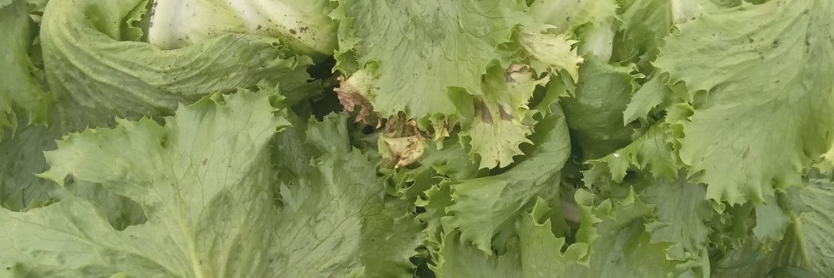 Try jesus farm suply