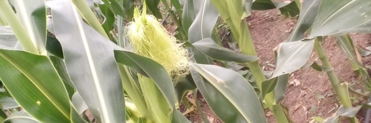 DELAW INTEGRATED AGROFARMS & FOOD VENTURES