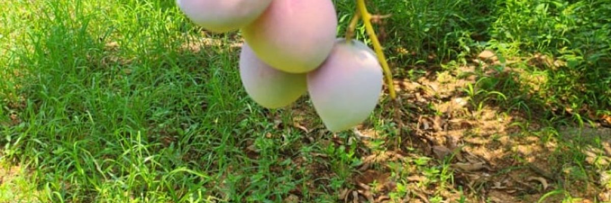 Durgareddy mangoes
