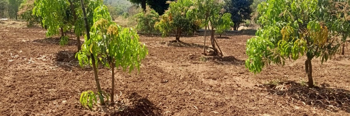 Mangoes Tukaram Baburao Dimble