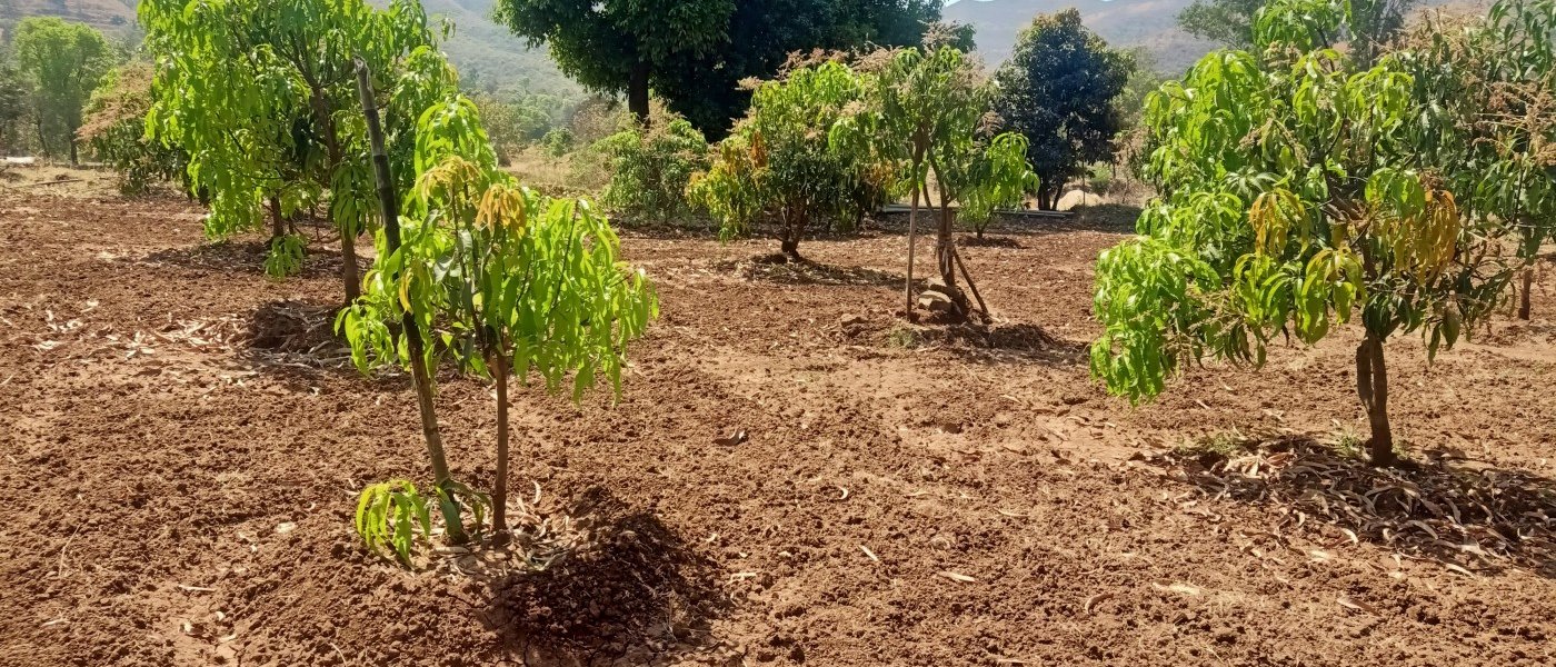 Ambemohar Rice