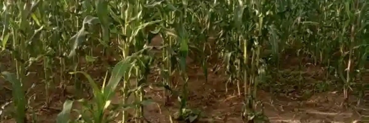 𝗦𝗮𝗺𝘀𝗼𝗻𝗶𝗰 𝗰𝗼𝗹𝗹𝗲𝗰𝘁𝗶𝗼𝗻𝘀