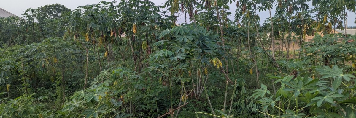 Ciise International Ventures