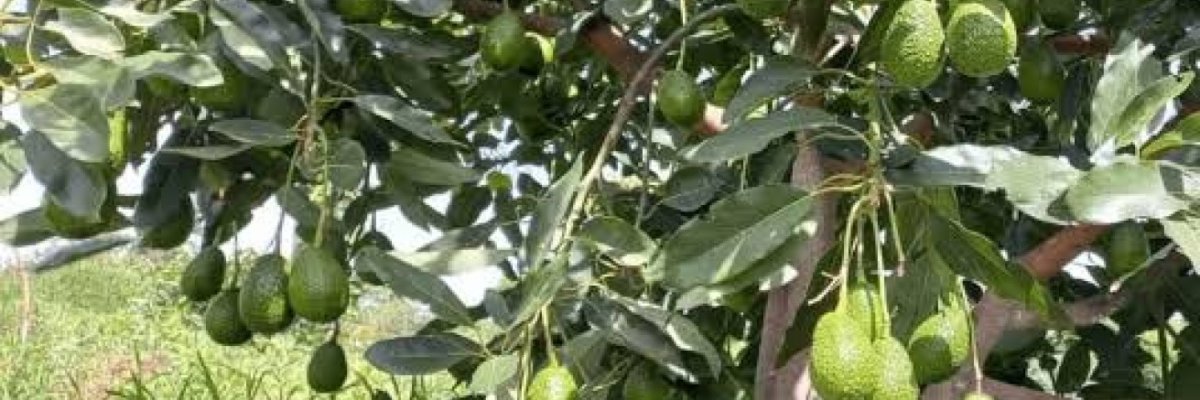 AR-Rahman Avacado farm