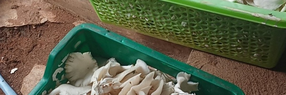 Mushroom planet integrated farm limited