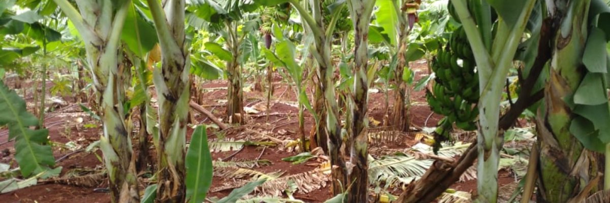 Cibiya Farm Holdings