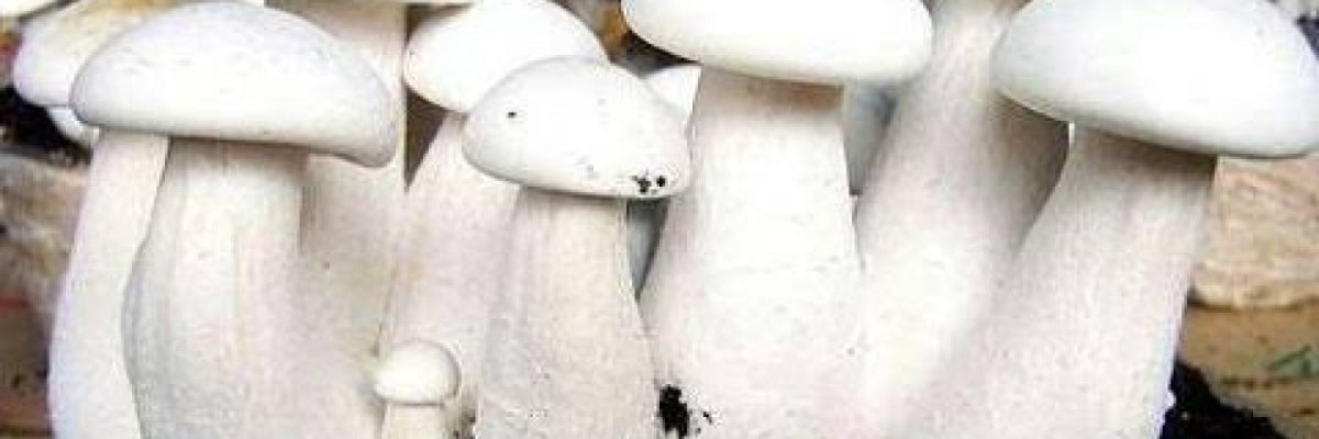 Aishwarya Mushroom farm Bangalore