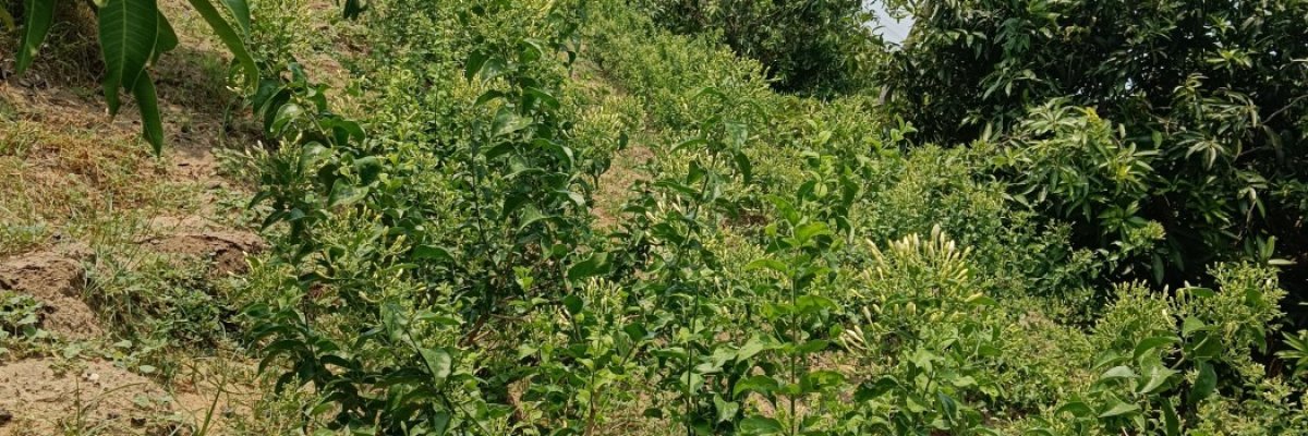 MA fresh fruits and flowers