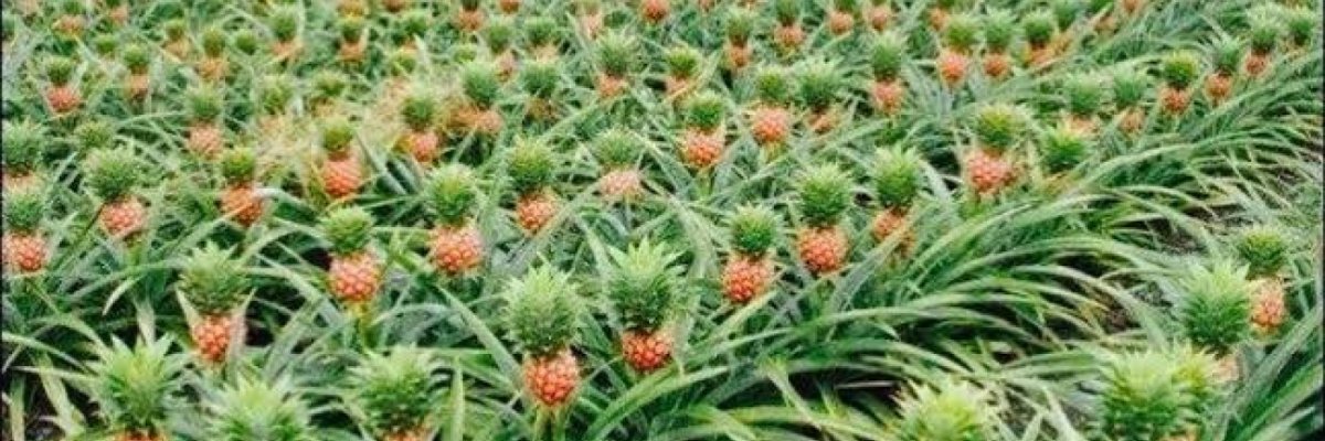 pineapple sell