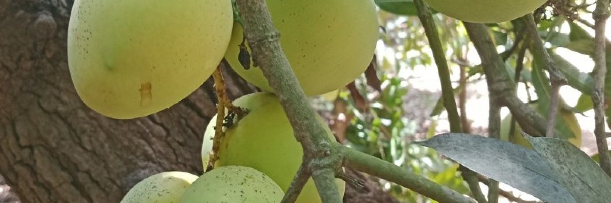 Mohammed Arush Fruits merchant