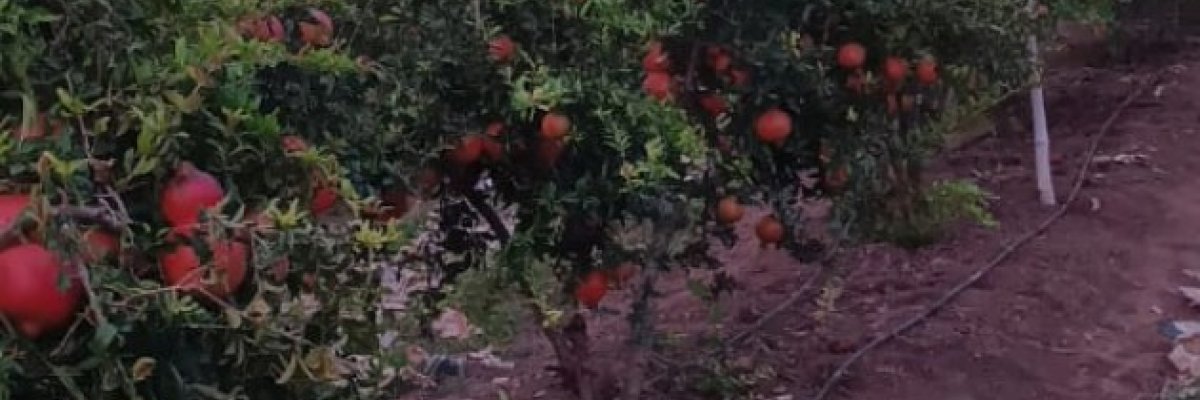 Bhosale & son's farming