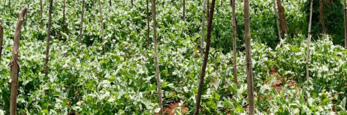 Digigreens Holdings Ltd