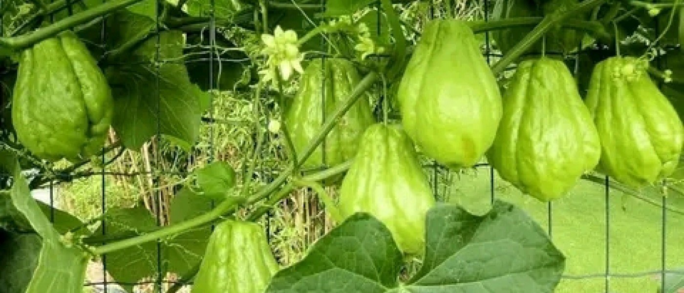 Bananas