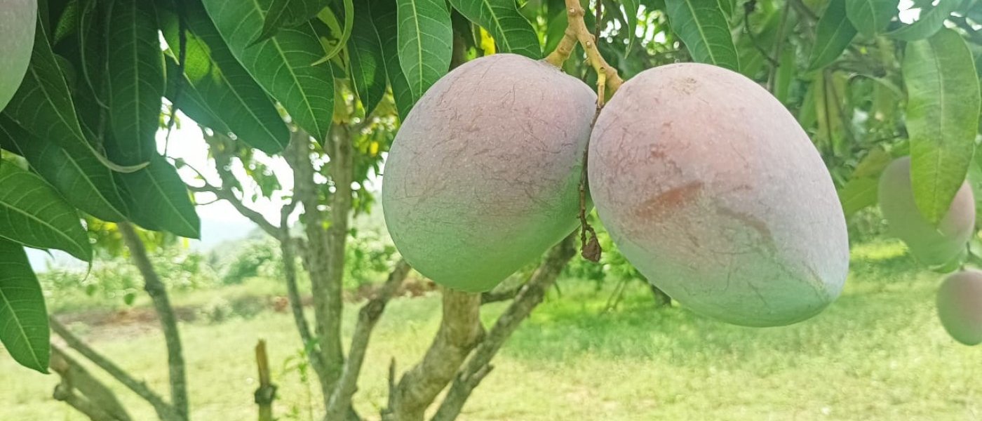Totapuri Mangoes