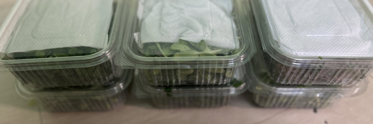 Dk microgreens heaven